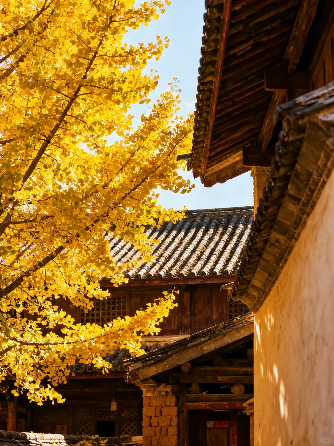 云南腾冲银杏村｜坠入金色童话世界✨_7_晚和风_云南-来自52tours 我爱旅游网